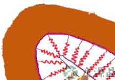 完全图示 生命的种子如何发芽