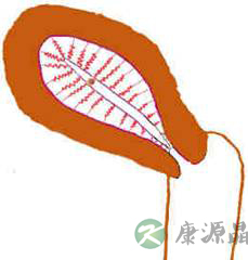 完全图示 生命的种子如何发芽