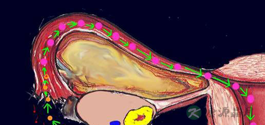 完全图示 生命的种子如何发芽