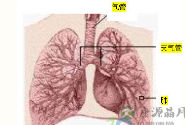 有一种肺炎叫“鹦鹉热”