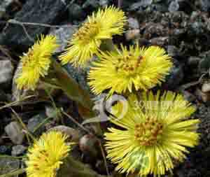 冬季止咳 请看这“三宝”