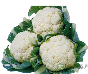 防癌新知:花椰菜防皮肤癌 防癌新知:花椰菜防皮肤癌