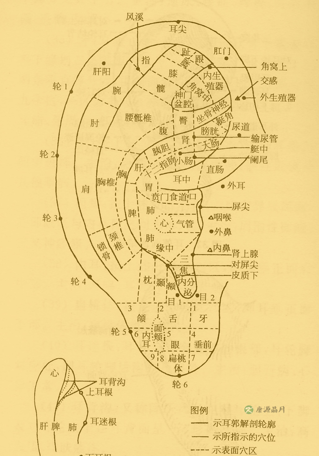耳针法