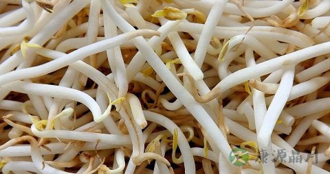 生病老人中午吃什么饭