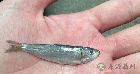 中老人补钙吃什么食物