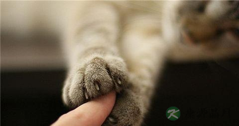 猫抓病不能吃什么，猫抓病的注意事项