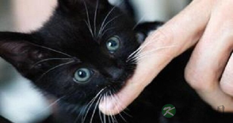 猫抓病不能吃什么，猫抓病的注意事项