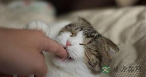 猫抓病不能吃什么，猫抓病的注意事项