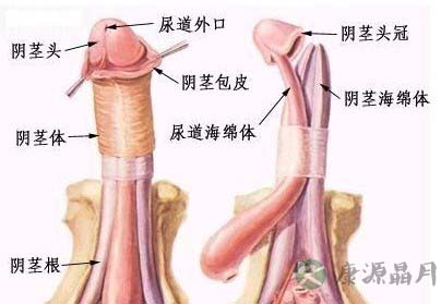 女人最喜欢的丁丁长度是多少？