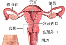 超高清！女人阴部真实构造图解