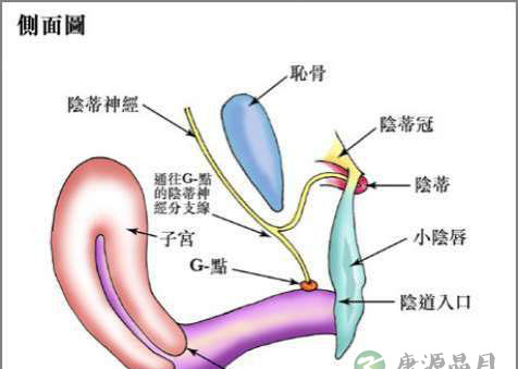 高清：点燃高潮的G点在哪