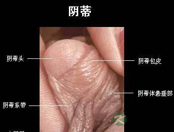 超高清！女人阴部真实构造图解