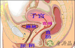 超高清！女人阴部真实构造图解