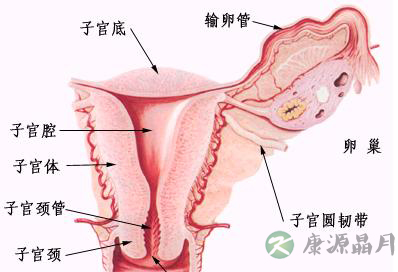 超高清！女人阴部真实构造图解