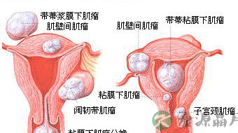 超高清！女人阴部真实构造图解