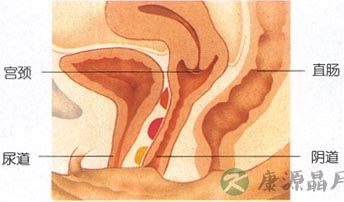 超高清！女人阴部真实构造图解
