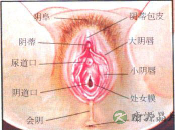 超高清！女人阴部真实构造图解