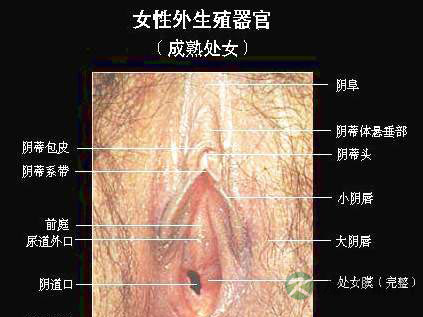 超高清！女人阴部真实构造图解