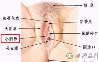 史上最震撼的女性生殖器真实图片