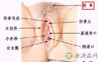 史上最震撼的女性生殖器真实图片