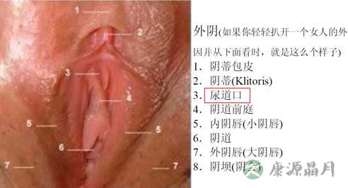 史上最震撼的女性生殖器真实图片