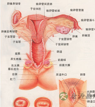 深度探秘女人高潮时阴道抽搐多少次