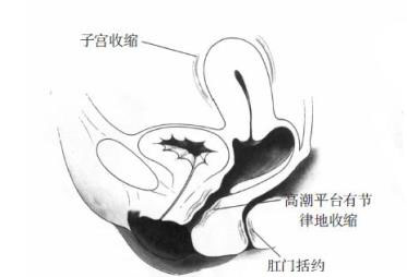 女性性器官随性反应会出现什么变化