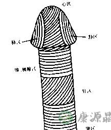 女人最喜欢的丁丁类型