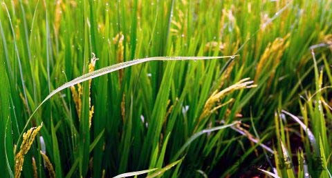谷雨节气适合结婚吗