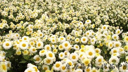 2014年重阳节几月几日？放假吗？