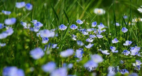 清明节吃什么糕点