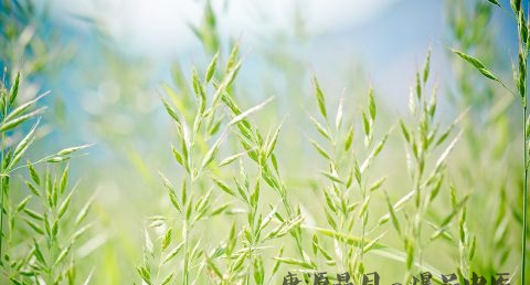 端午节什么时候