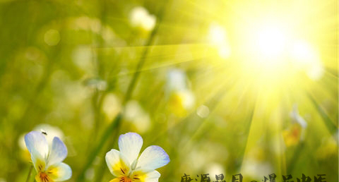 三伏天吃什么对子宫好