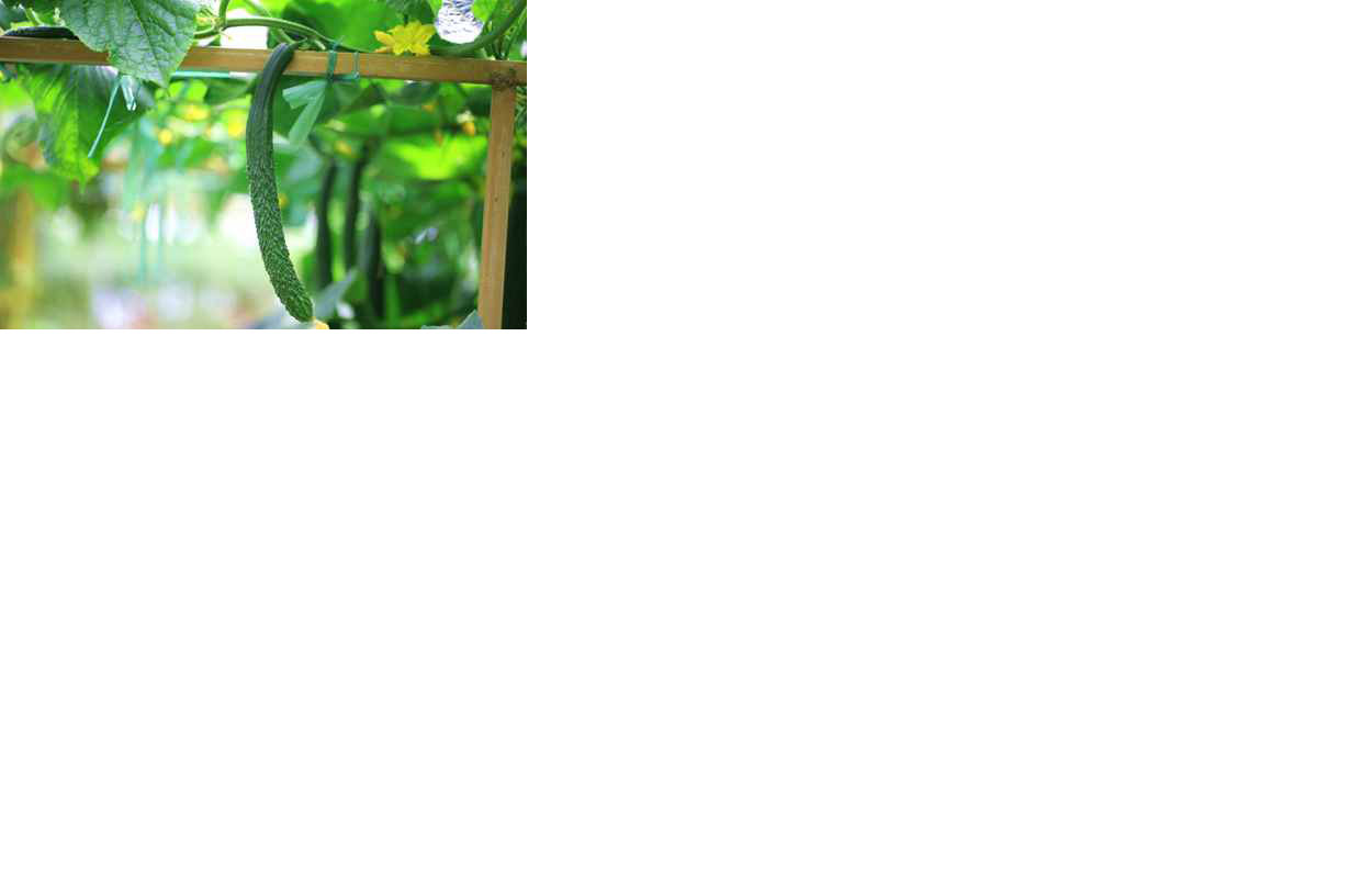 小暑适合吃什么食物