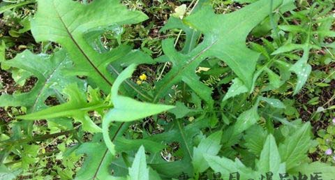 清明节吃的野菜