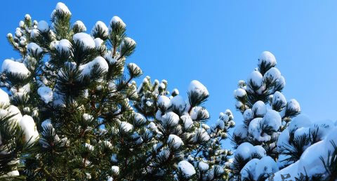 大雪节气养生要点