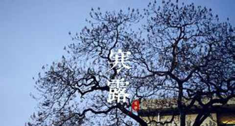 寒露喝铁观音好吗