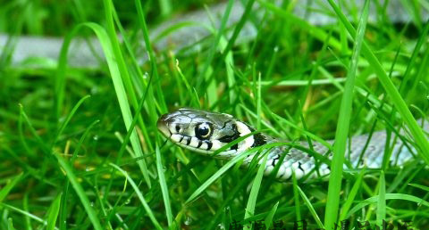 本命年的运势 本命年的运势