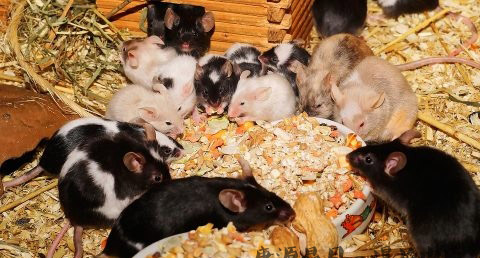 大年初三赤口的习俗