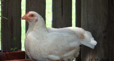 2017年鸡年出生的人的命运