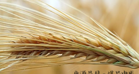 小满节气谚语