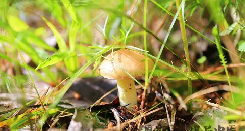 谷雨节气的介绍