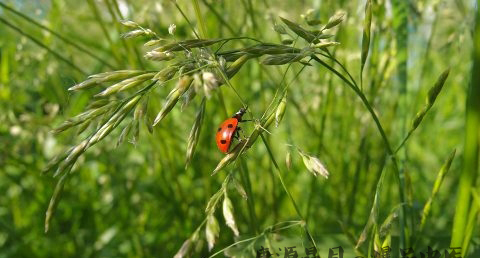 小满节气出生好不好
