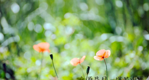 夏至节气吃什么