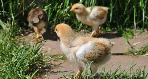 属鸡的和什么属相最配