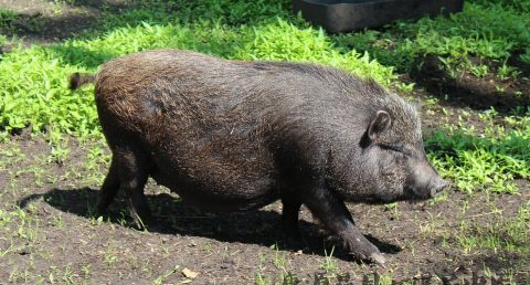 过年杀猪的习俗