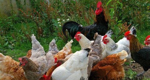 鸡年出生的人的命运