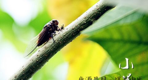 小暑节气的由来