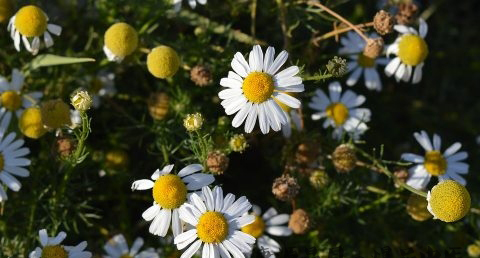 大年初三什么节日