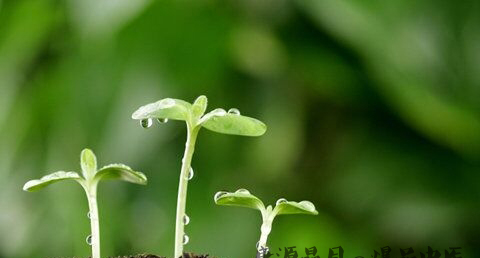 清明节是什么时候